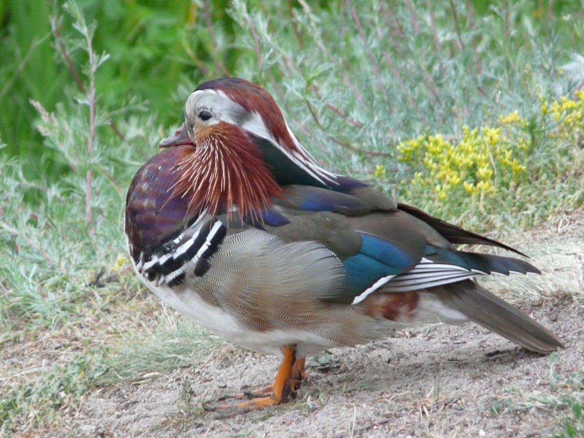 Zdjęcia: Gdańsk - Zaspa, Pomorskie, Mandarynka, POLSKA Zdjęcia: Gdańsk - Zaspa, Pomorskie, Mandarynka, POLSKA
