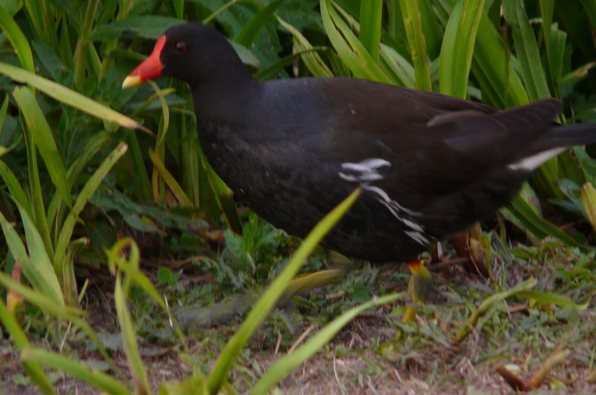 Zdjęcia: GDANSK, Pomorskie, Kokoszka wodna, POLSKA Zdjęcia: GDANSK, Pomorskie, Kokoszka wodna, POLSKA