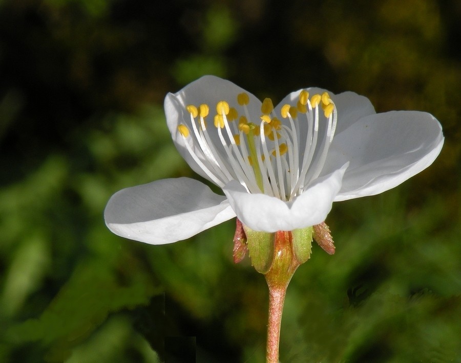 Zdjęcia: Smolarnia, opolskie, Leśny kwiatunio., POLSKA Zdjęcia: Smolarnia, opolskie, Leśny kwiatunio., POLSKA