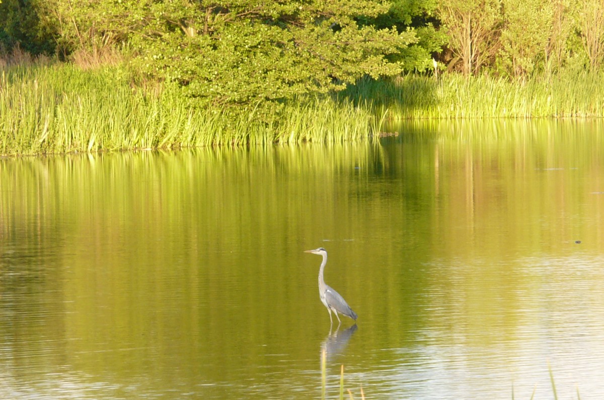 Zdjęcia: GDANSK, Pomorskie, Czapla, POLSKA Zdjęcia: GDANSK, Pomorskie, Czapla, POLSKA