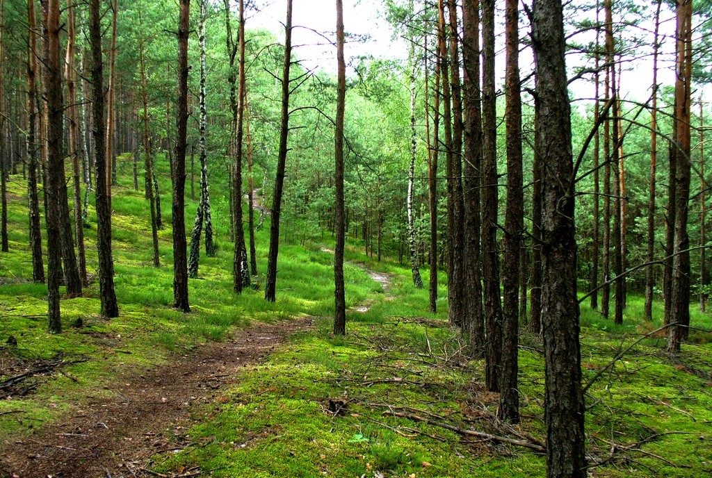 Zdjęcia: Bełchatów , łódzki, Piękno lasu po deszczu, wyobraźcie sobie zapch., POLSKA Zdjęcia: Bełchatów , łódzki, Piękno lasu po deszczu, wyobraźcie sobie zapch., POLSKA