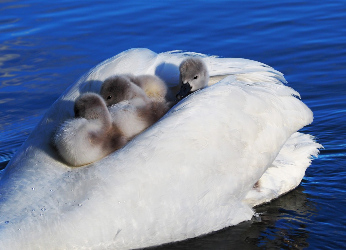 Zdjęcia: Okominek, woj. warmińsko-mazurskie, W puchowej gondoli, POLSKA Zdjęcia: Okominek, woj. warmińsko-mazurskie, W puchowej gondoli, POLSKA