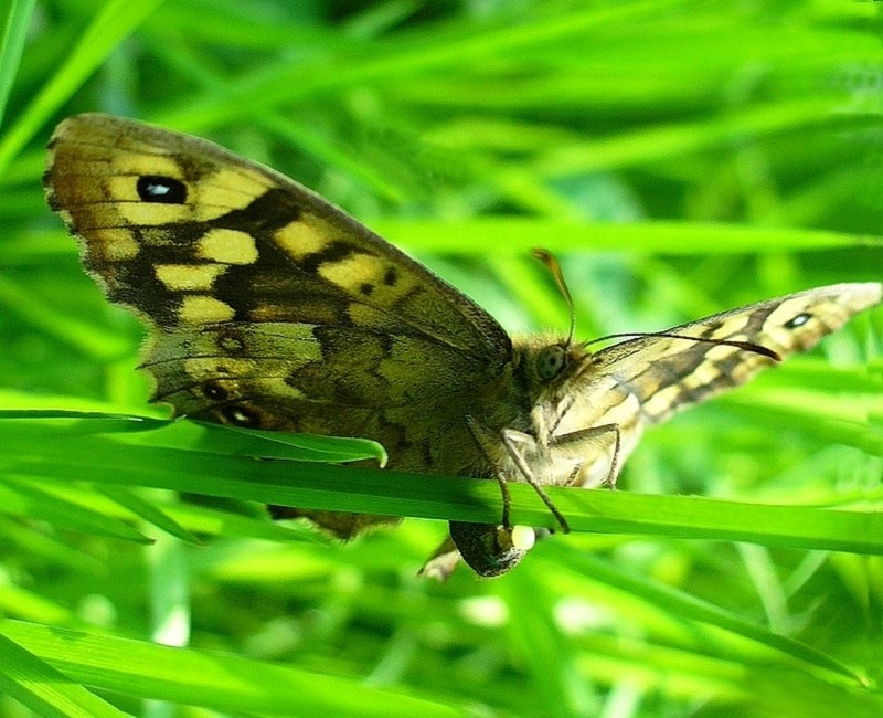 Zdjęcia: Nad Odrą, opolskie, Motyl cały w zieleni., POLSKA Zdjęcia: Nad Odrą, opolskie, Motyl cały w zieleni., POLSKA