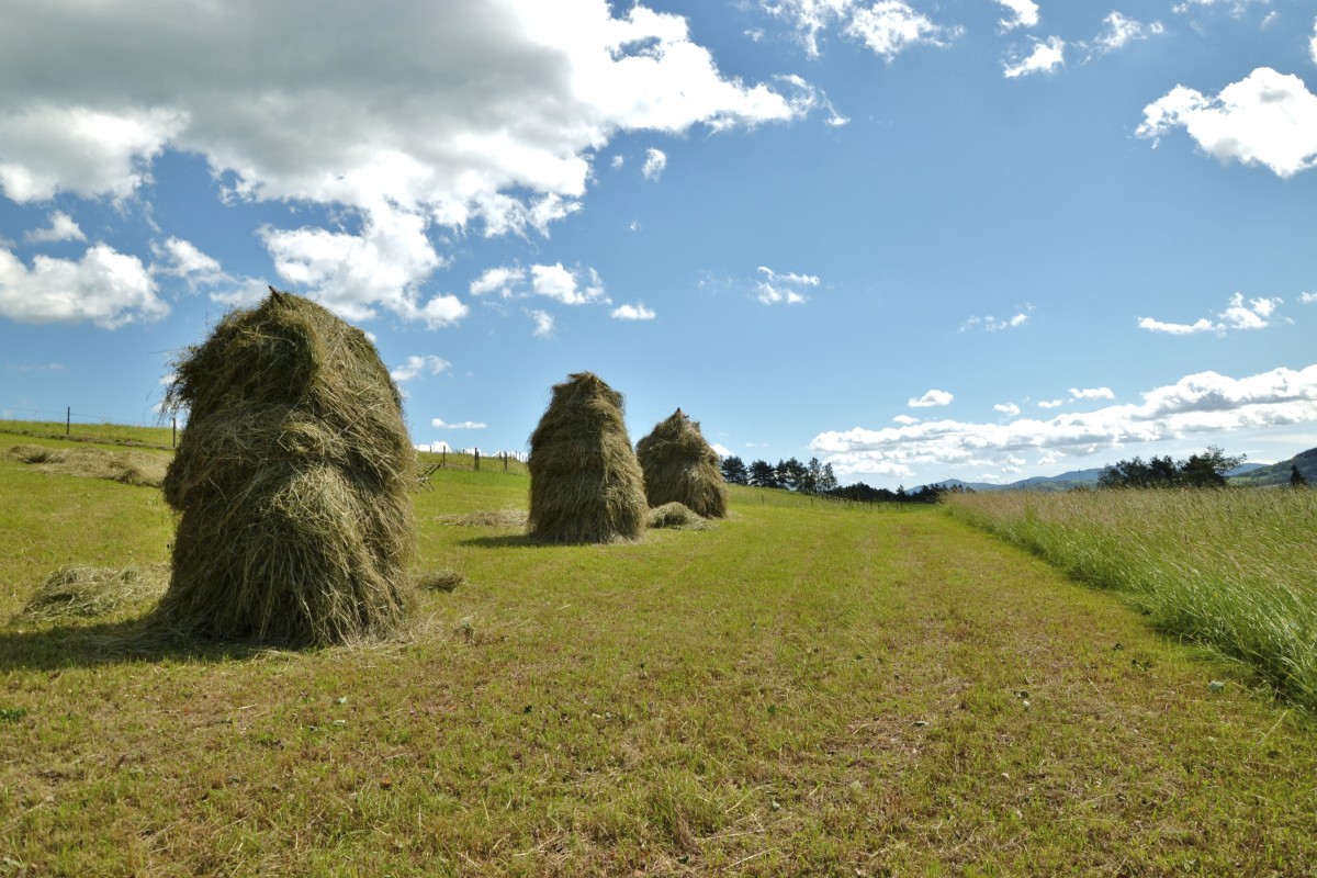 Zdjęcia: Rabka Zaryte, Beskid Wyspowy, Sianokosy , POLSKA Zdjęcia: Rabka Zaryte, Beskid Wyspowy, Sianokosy , POLSKA