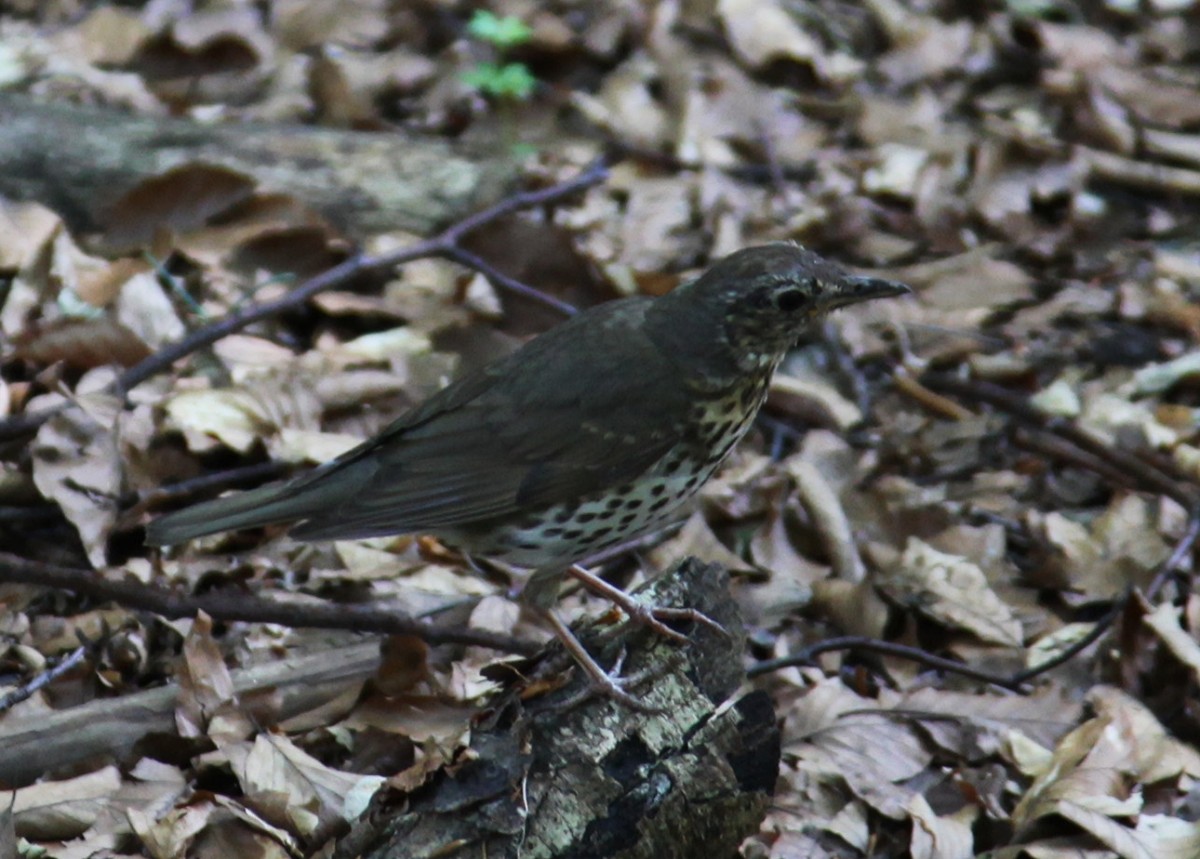 Zdjęcia: Ojców, Jura Krakowsko-Częstochowska, Drozd, POLSKA Zdjęcia: Ojców, Jura Krakowsko-Częstochowska, Drozd, POLSKA