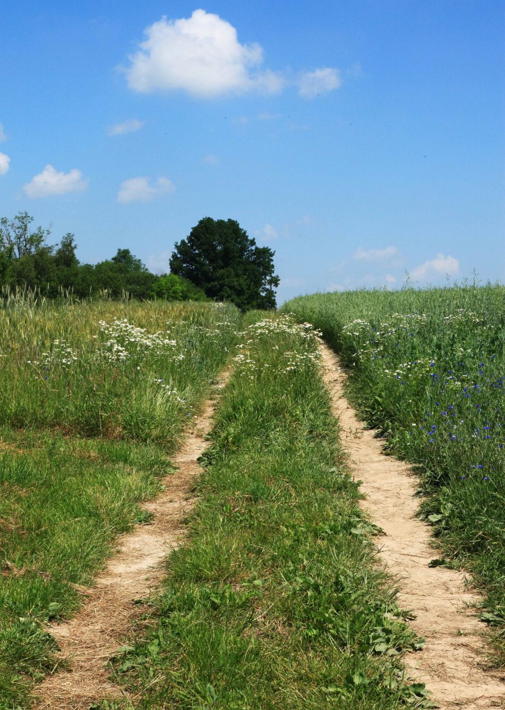 Zdjęcia: Sułoszowa, Jura Krakowsko-Częstochowska, Droga, POLSKA Zdjęcia: Sułoszowa, Jura Krakowsko-Częstochowska, Droga, POLSKA