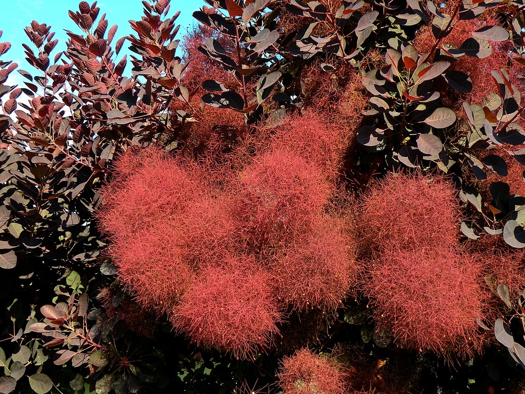 Zdjęcia: Opole, opolskie, Perukowiec., POLSKA Zdjęcia: Opole, opolskie, Perukowiec., POLSKA