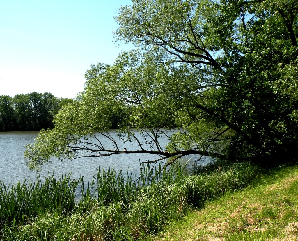 Zdjęcia: Moszna, opolskie, Staw przed zamkiem., POLSKA Zdjęcia: Moszna, opolskie, Staw przed zamkiem., POLSKA