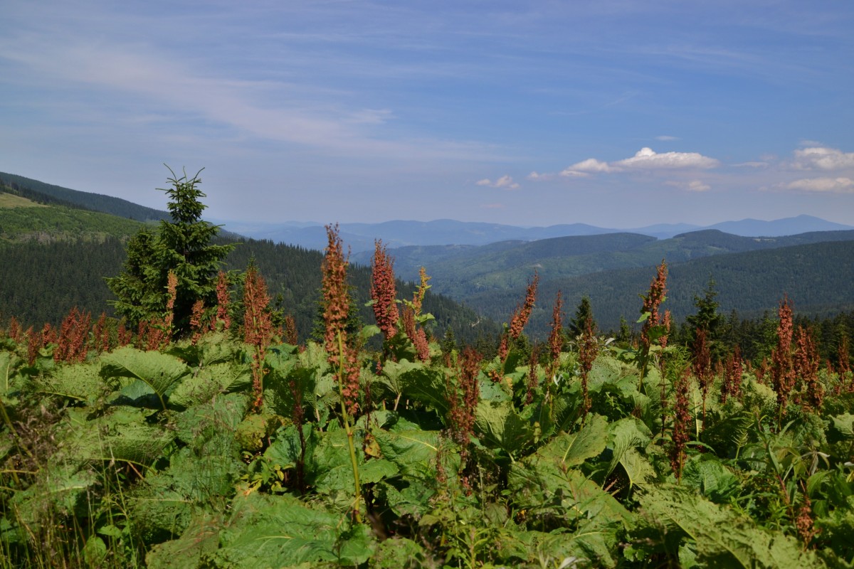 Zdjęcia: Rysianka, Beskid Żywiecki, Widok w stronę Babiej, POLSKA Zdjęcia: Rysianka, Beskid Żywiecki, Widok w stronę Babiej, POLSKA