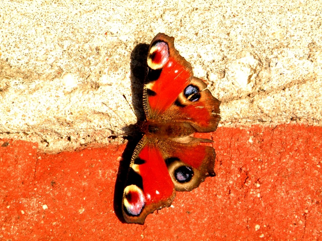 Zdjęcia: Opole, opolskie, Też byłem za naszą drużyną piłkarską., POLSKA Zdjęcia: Opole, opolskie, Też byłem za naszą drużyną piłkarską., POLSKA