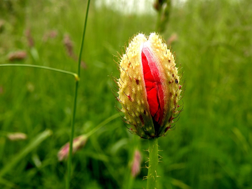 Zdjęcia: Opole, opolskie, Mak w rozkwicie., POLSKA Zdjęcia: Opole, opolskie, Mak w rozkwicie., POLSKA