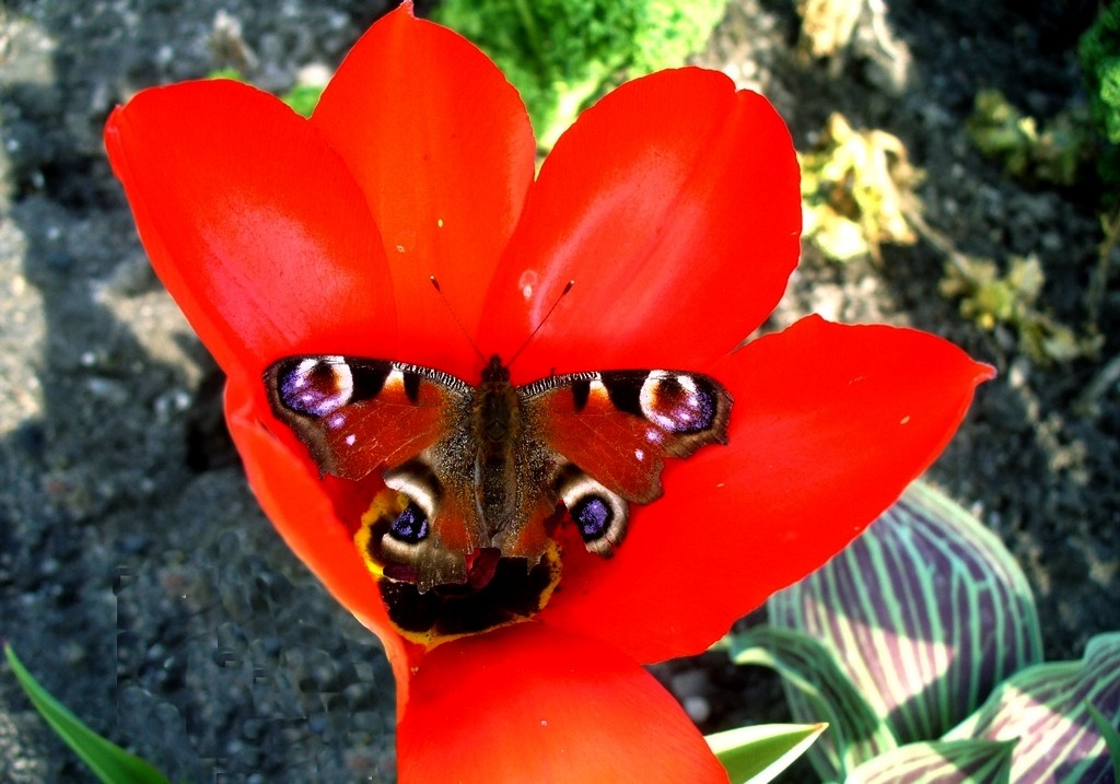 Zdjęcia: Opole, opolskie, Rusałka pawik po przejściach, ukryła się., POLSKA Zdjęcia: Opole, opolskie, Rusałka pawik po przejściach, ukryła się., POLSKA