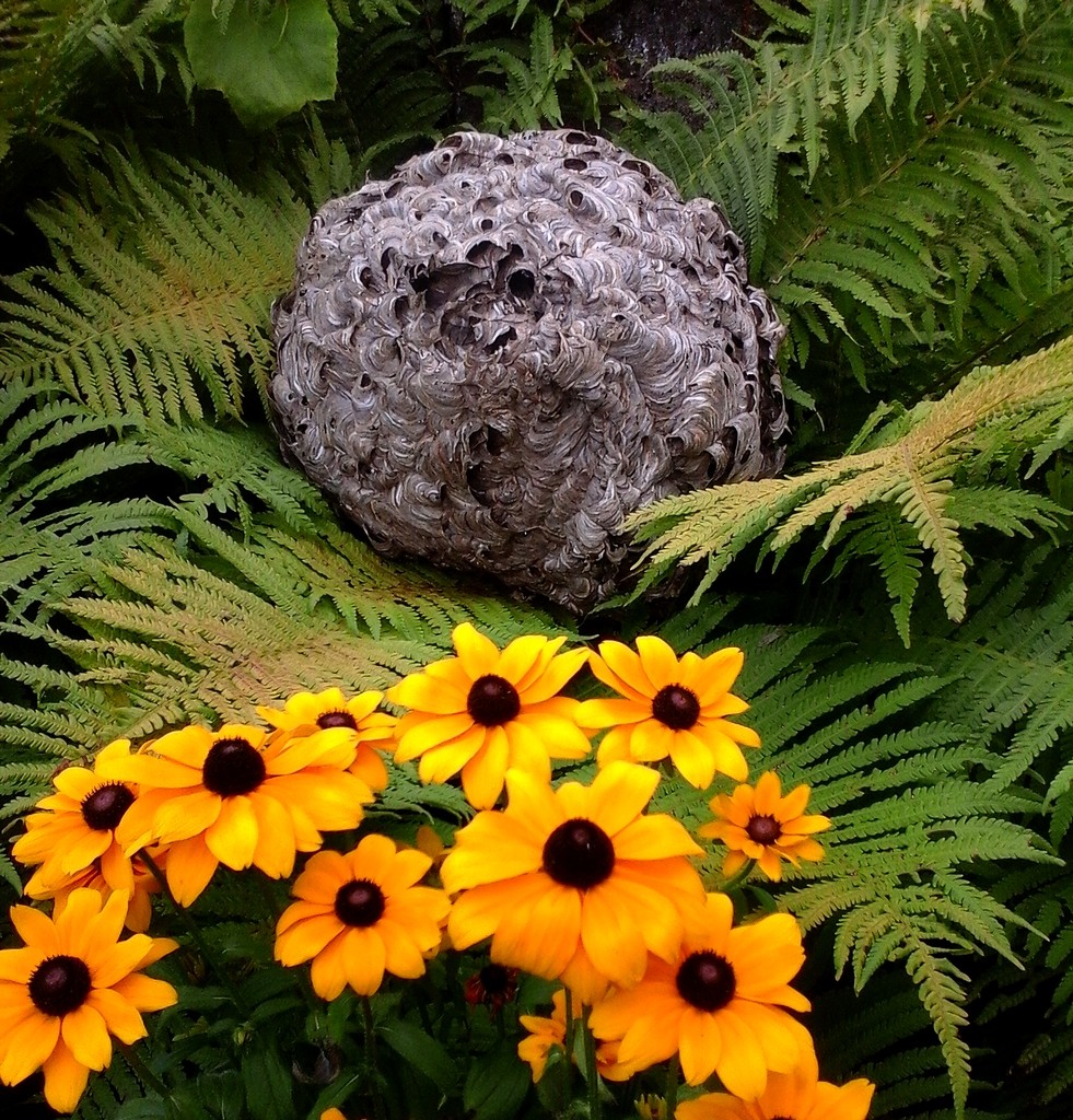 Zdjęcia: Nad Odrą, opolskie, Wielkie gniazdo os, po inwazji szerszeni., POLSKA Zdjęcia: Nad Odrą, opolskie, Wielkie gniazdo os, po inwazji szerszeni., POLSKA