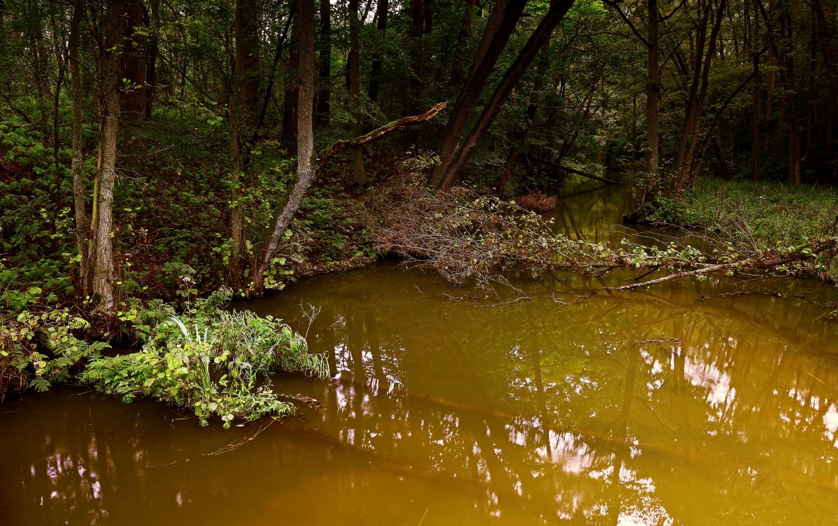Zdjęcia: Gołąbek, Bory Tucholskie, Rezerwat przyrody Bagna nad Stążką, POLSKA Zdjęcia: Gołąbek, Bory Tucholskie, Rezerwat przyrody Bagna nad Stążką, POLSKA