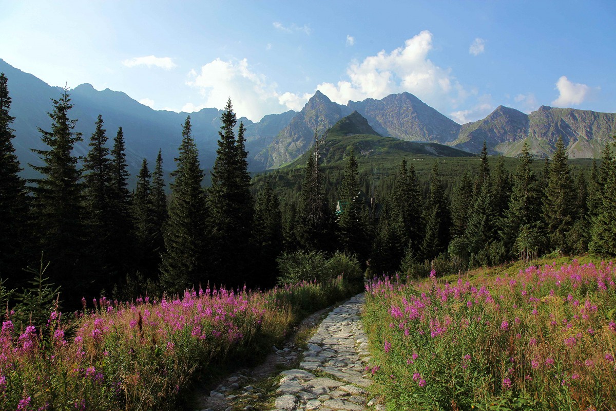 Zdjęcia: Hala G±sienicowa, Tatry, Po drodze do Murowańca, POLSKA Zdjęcia: Hala G±sienicowa, Tatry, Po drodze do Murowańca, POLSKA