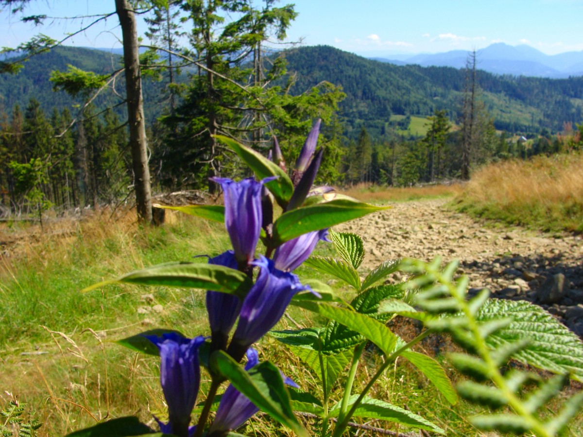 Zdjęcia: /-, Beskid Żywiecki, Na szlaku, POLSKA Zdjęcia: /-, Beskid Żywiecki, Na szlaku, POLSKA