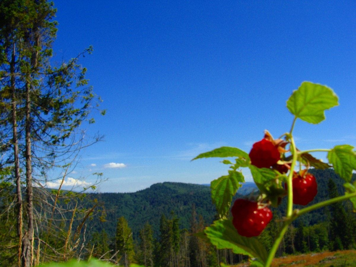 Zdjęcia: /-, Beskid Żywiecki, Na szlaku, POLSKA Zdjęcia: /-, Beskid Żywiecki, Na szlaku, POLSKA