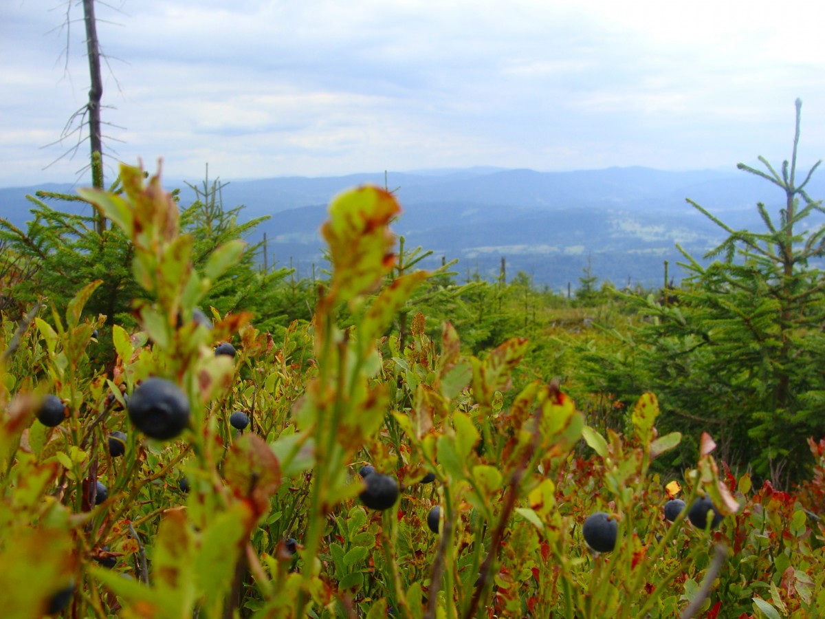 Zdjęcia: /-, Beskid Żywiecki, Na szlaku, POLSKA Zdjęcia: /-, Beskid Żywiecki, Na szlaku, POLSKA