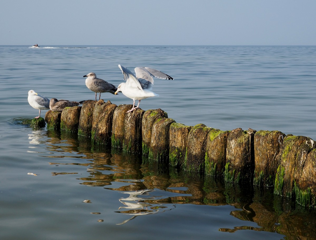 Zdjęcia: Mrzeżyno, Zachodniopomorskie, poruszenie..., POLSKA Zdjęcia: Mrzeżyno, Zachodniopomorskie, poruszenie..., POLSKA