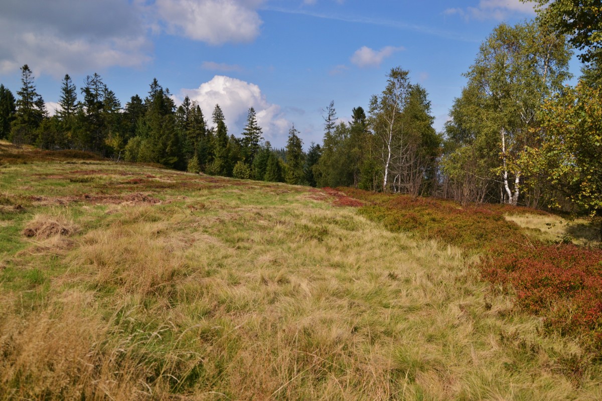 Zdjęcia: okolice Potrójnej, Beskid Mały, Polana III, POLSKA Zdjęcia: okolice Potrójnej, Beskid Mały, Polana III, POLSKA
