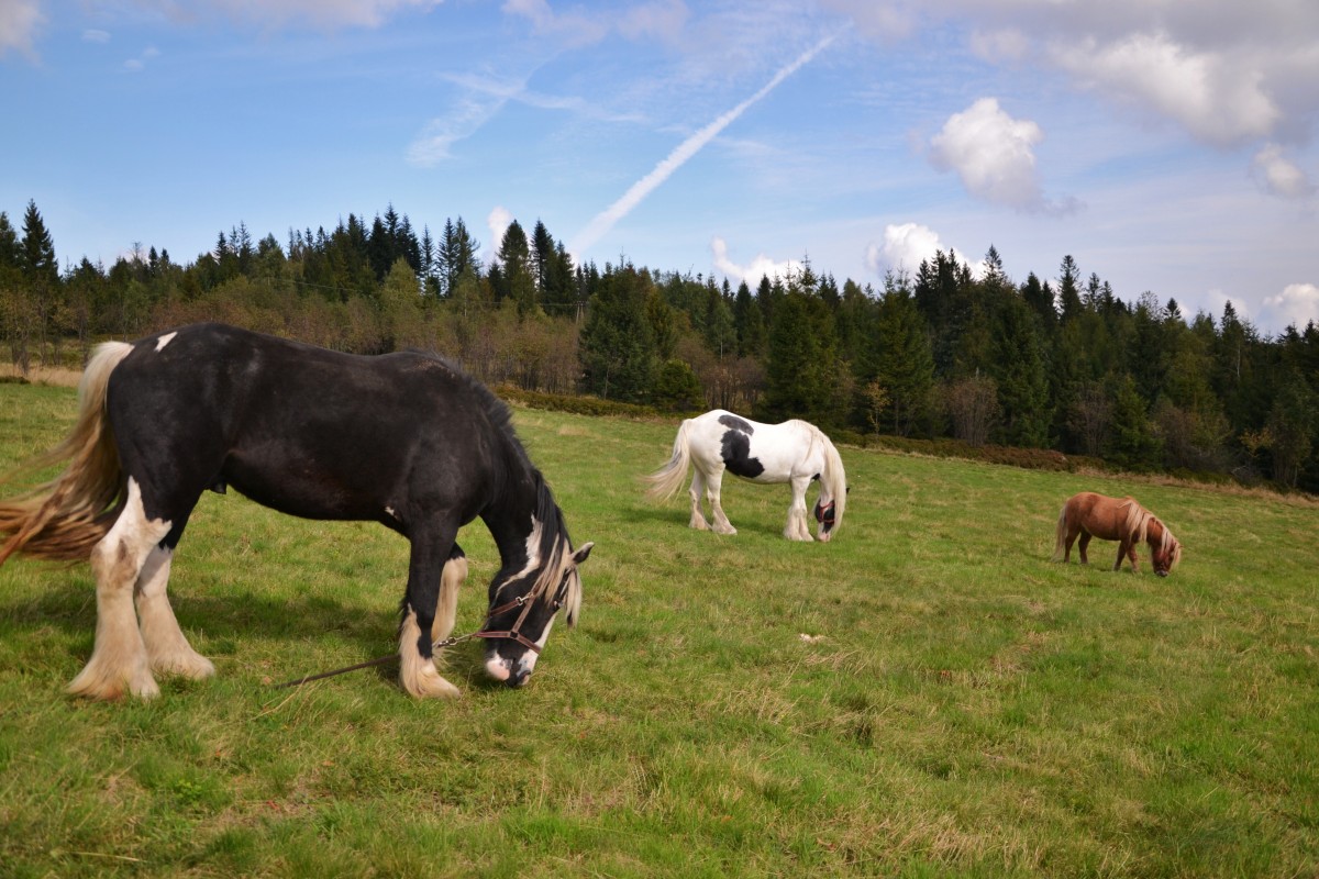 Zdjęcia: gdzieś przy szlaku, Beskid Mały, Ich troje, POLSKA Zdjęcia: gdzieś przy szlaku, Beskid Mały, Ich troje, POLSKA