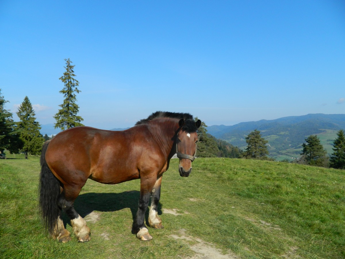 Zdjęcia: w drodze na wysoką, pieniny, konik na szlaku, POLSKA Zdjęcia: w drodze na wysoką, pieniny, konik na szlaku, POLSKA