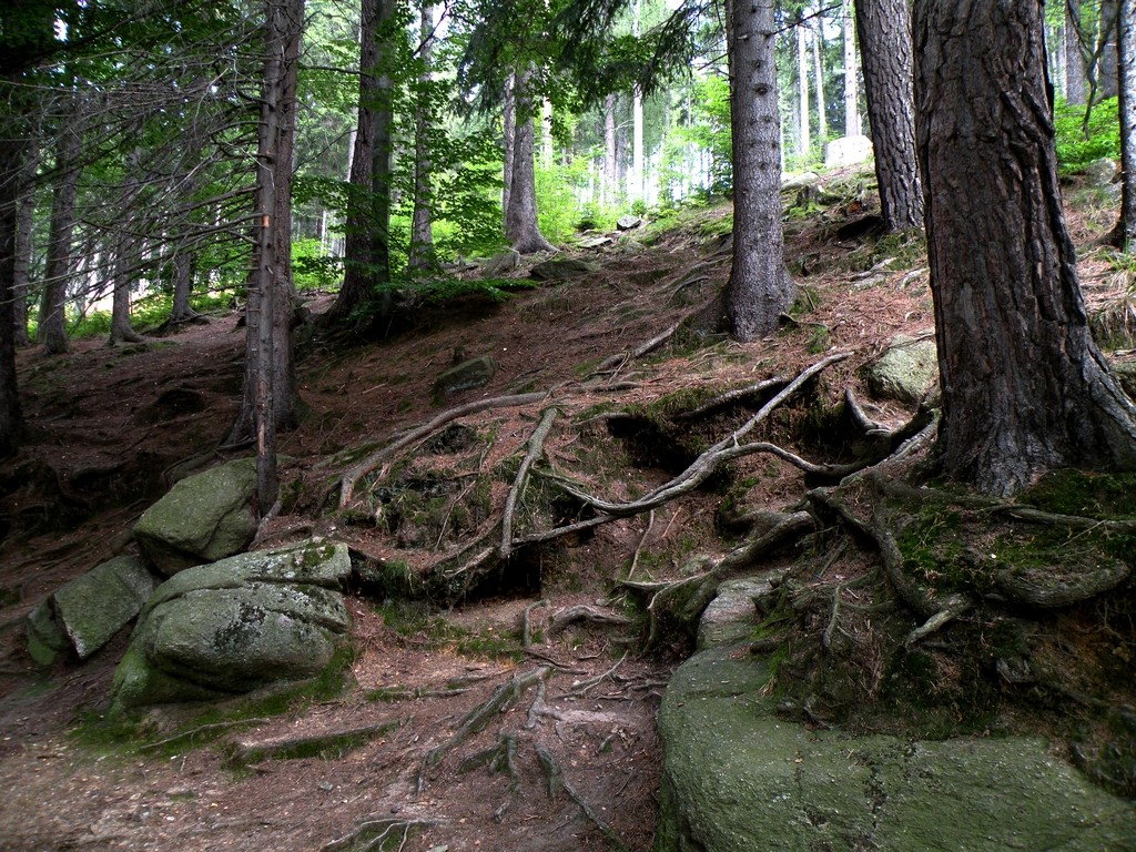 Zdjęcia: Karpacz, dolnoślaskie, Las przy ulicy Podgórnej, POLSKA Zdjęcia: Karpacz, dolnoślaskie, Las przy ulicy Podgórnej, POLSKA