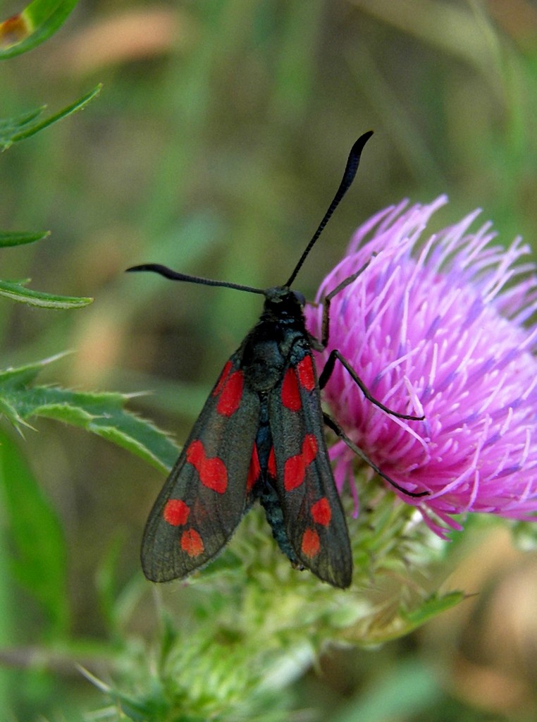 Zdjęcia: Nad Odrą, opolskie, Sześcioplamek na oście., POLSKA Zdjęcia: Nad Odrą, opolskie, Sześcioplamek na oście., POLSKA