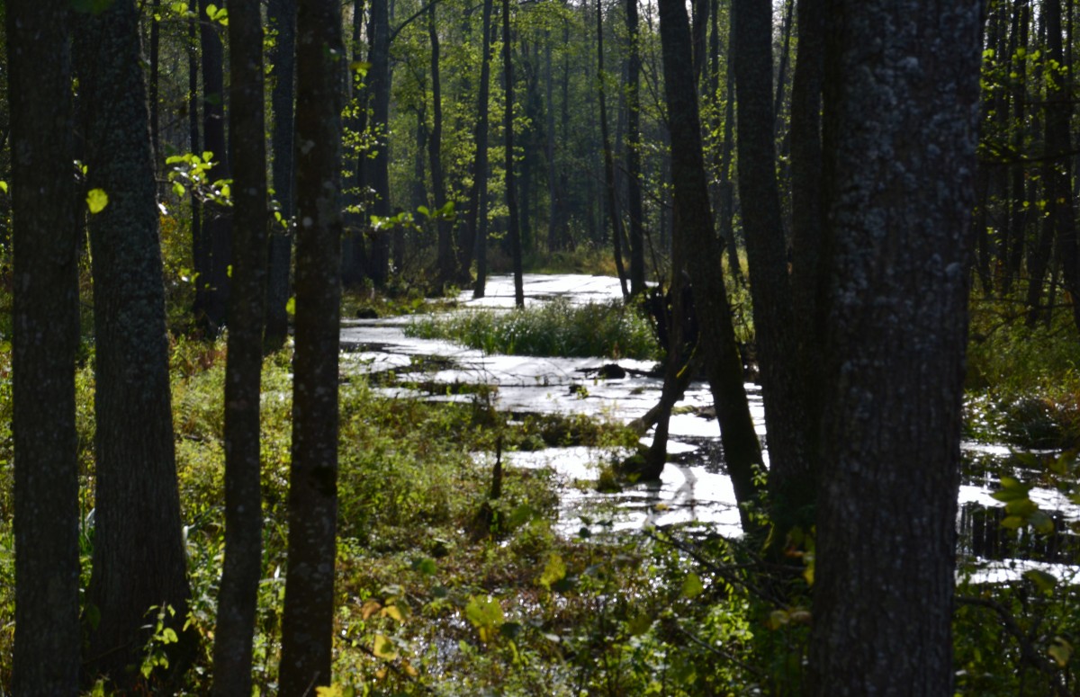 Zdjęcia: Białowieski Park Narodowy, Podlasie, Dolina Hwoźnej, POLSKA Zdjęcia: Białowieski Park Narodowy, Podlasie, Dolina Hwoźnej, POLSKA