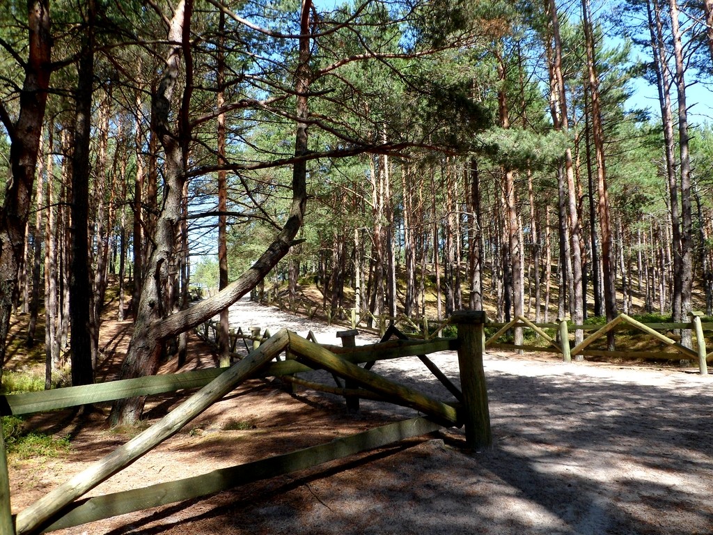Zdjęcia: Białogóra, pomorskie, Przejście przez park krajobrazowy, na plażę, POLSKA Zdjęcia: Białogóra, pomorskie, Przejście przez park krajobrazowy, na plażę, POLSKA