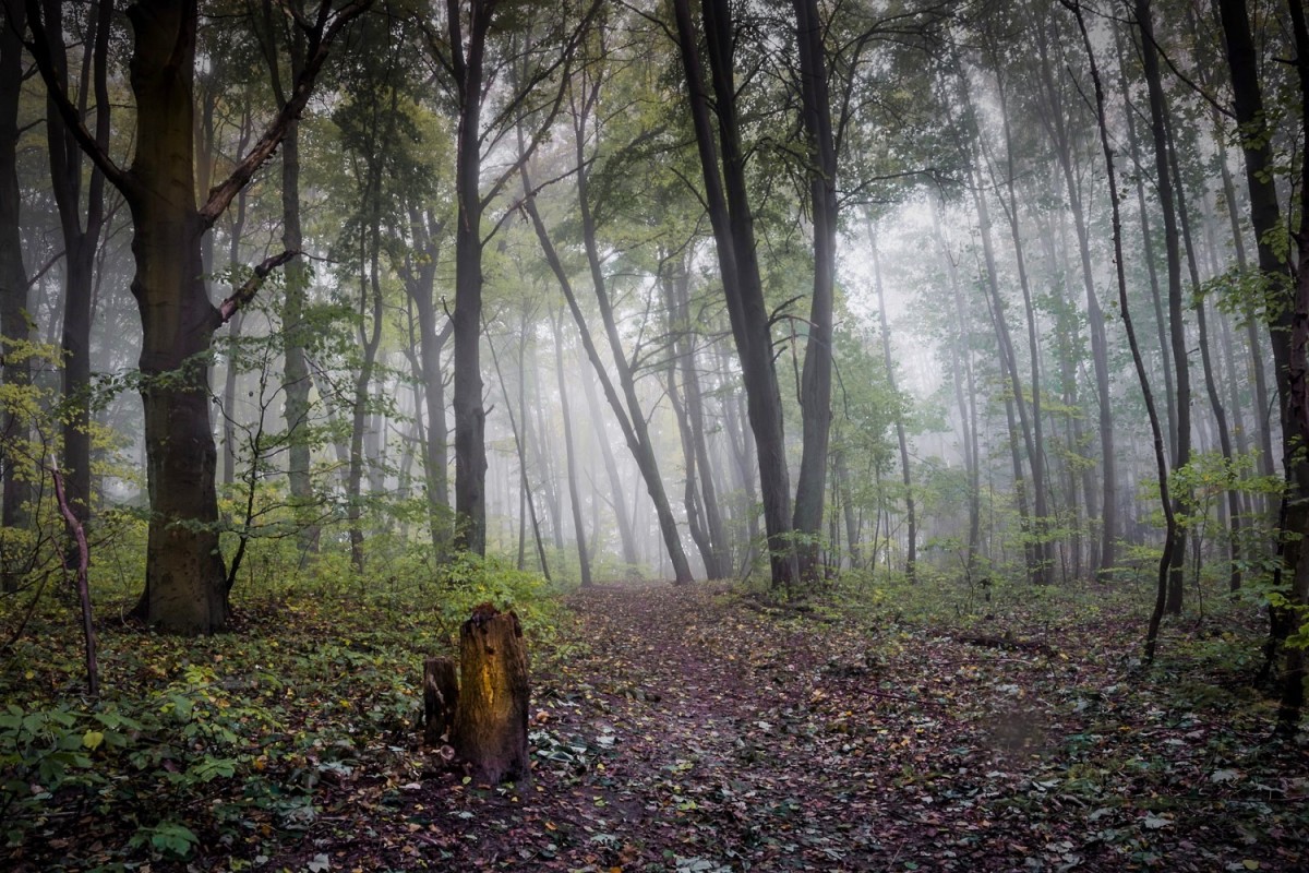 Zdjęcia: Gdańsk-Kokoszki, Pomorze, mglisty poranek, POLSKA Zdjęcia: Gdańsk-Kokoszki, Pomorze, mglisty poranek, POLSKA