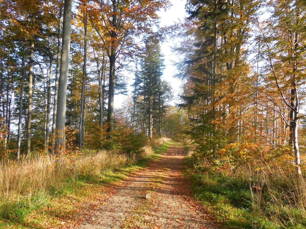 Zdjęcia: Okolice Klimczoka, Beskid Śląski, Jesienne klimaty, POLSKA Zdjęcia: Okolice Klimczoka, Beskid Śląski, Jesienne klimaty, POLSKA