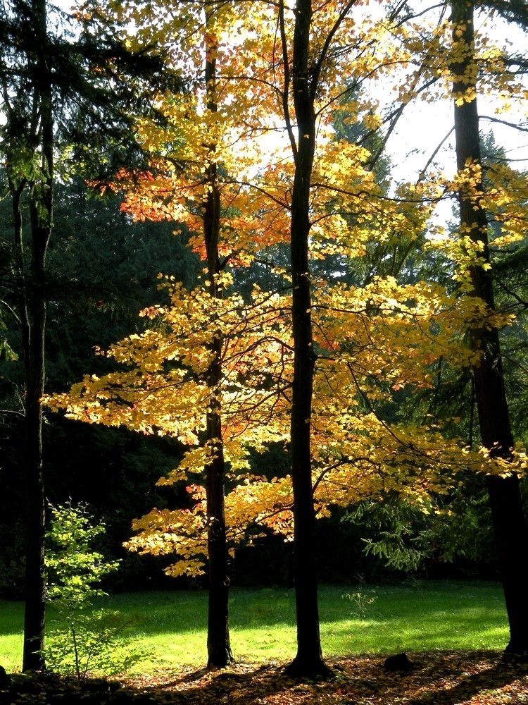 Zdjęcia: Lipno, opolskie, Jesień w arboretum, POLSKA Zdjęcia: Lipno, opolskie, Jesień w arboretum, POLSKA