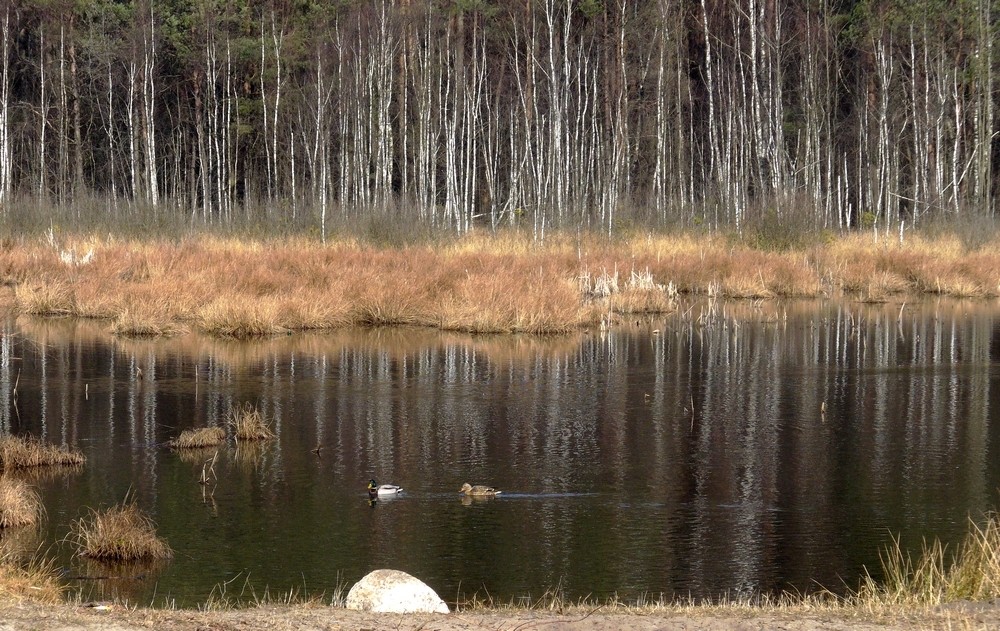 Zdjęcia: Ługi, łódzkie, Kaczuchy na stawie., POLSKA Zdjęcia: Ługi, łódzkie, Kaczuchy na stawie., POLSKA