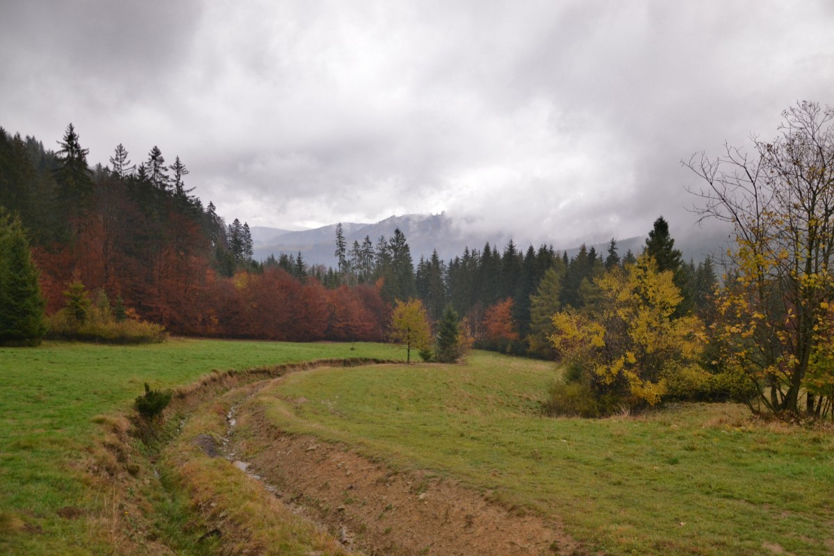 Zdjęcia: Pod Przysłopem, Beskid Żywiecki, Droga na przełęcz III, POLSKA Zdjęcia: Pod Przysłopem, Beskid Żywiecki, Droga na przełęcz III, POLSKA