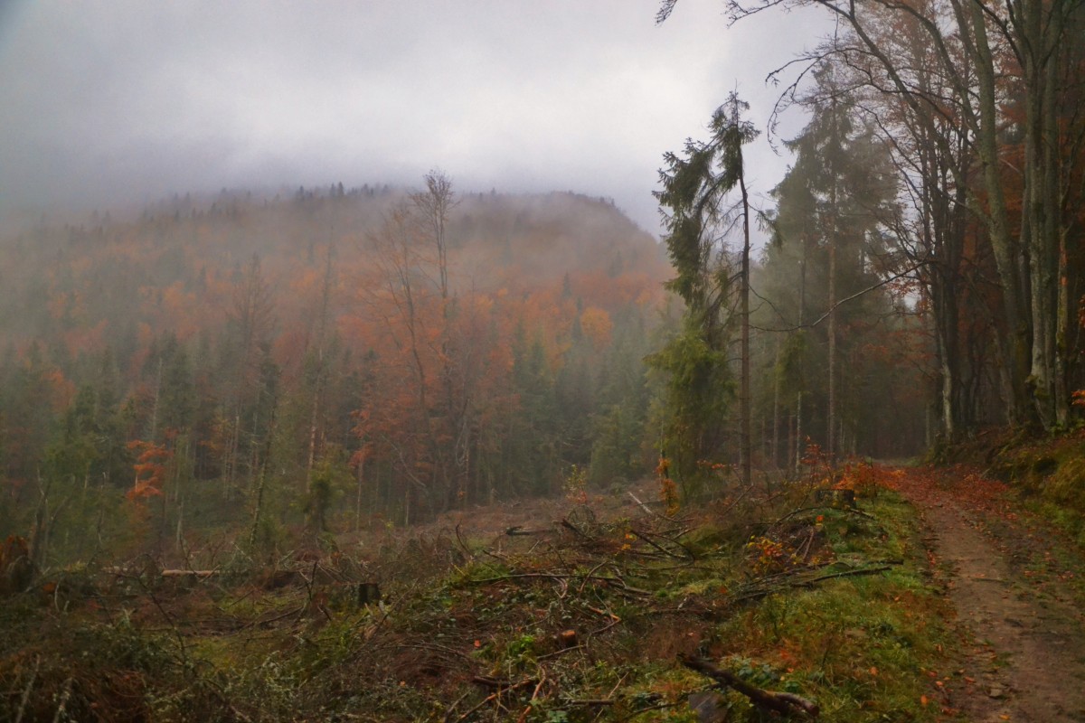 Zdjęcia: Pod Przysłopem, Beskid Żywiecki, Droga na przełęcz V, POLSKA Zdjęcia: Pod Przysłopem, Beskid Żywiecki, Droga na przełęcz V, POLSKA
