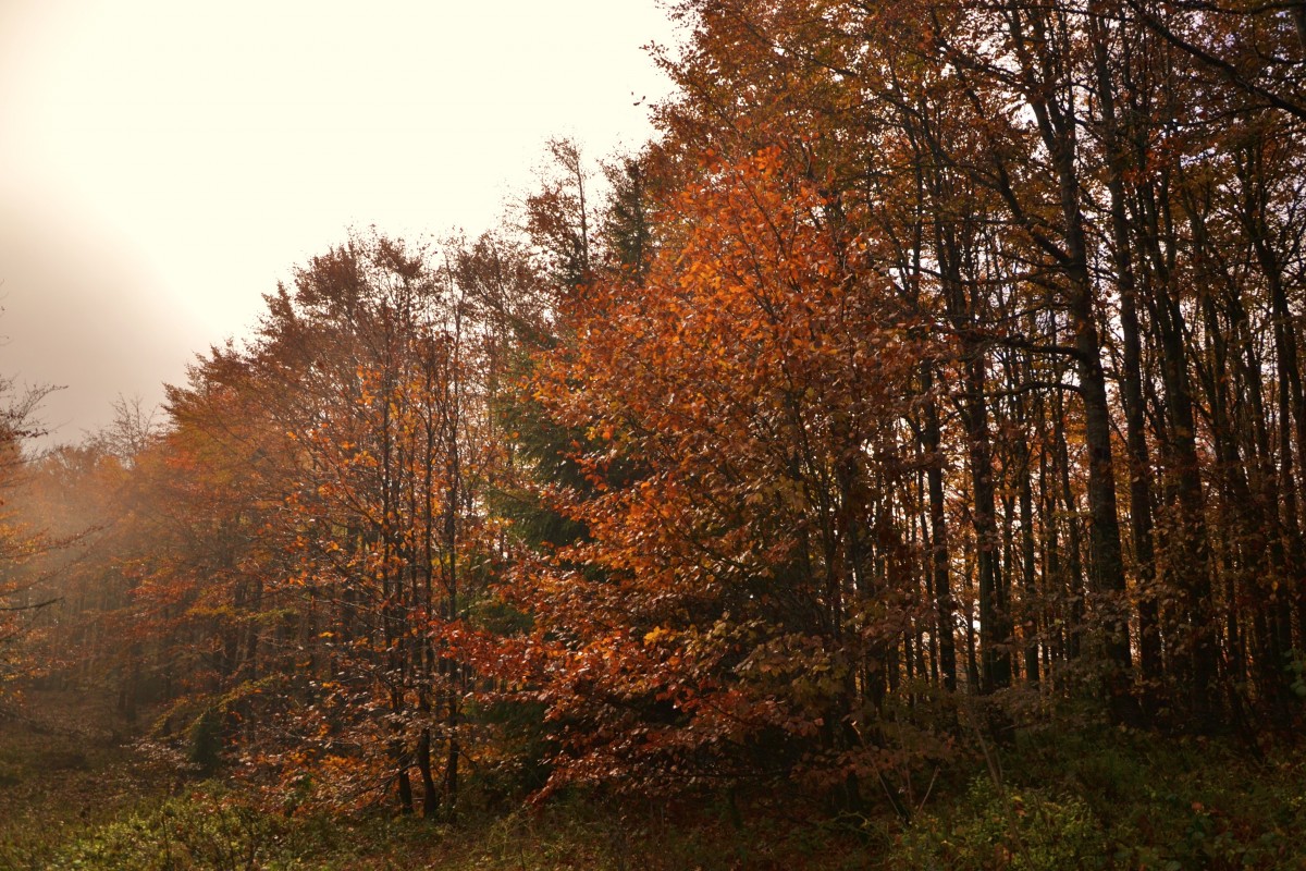 Zdjęcia: Pod Rycerzową, Beskid Żywiecki, Beskidzka jesień II, POLSKA Zdjęcia: Pod Rycerzową, Beskid Żywiecki, Beskidzka jesień II, POLSKA