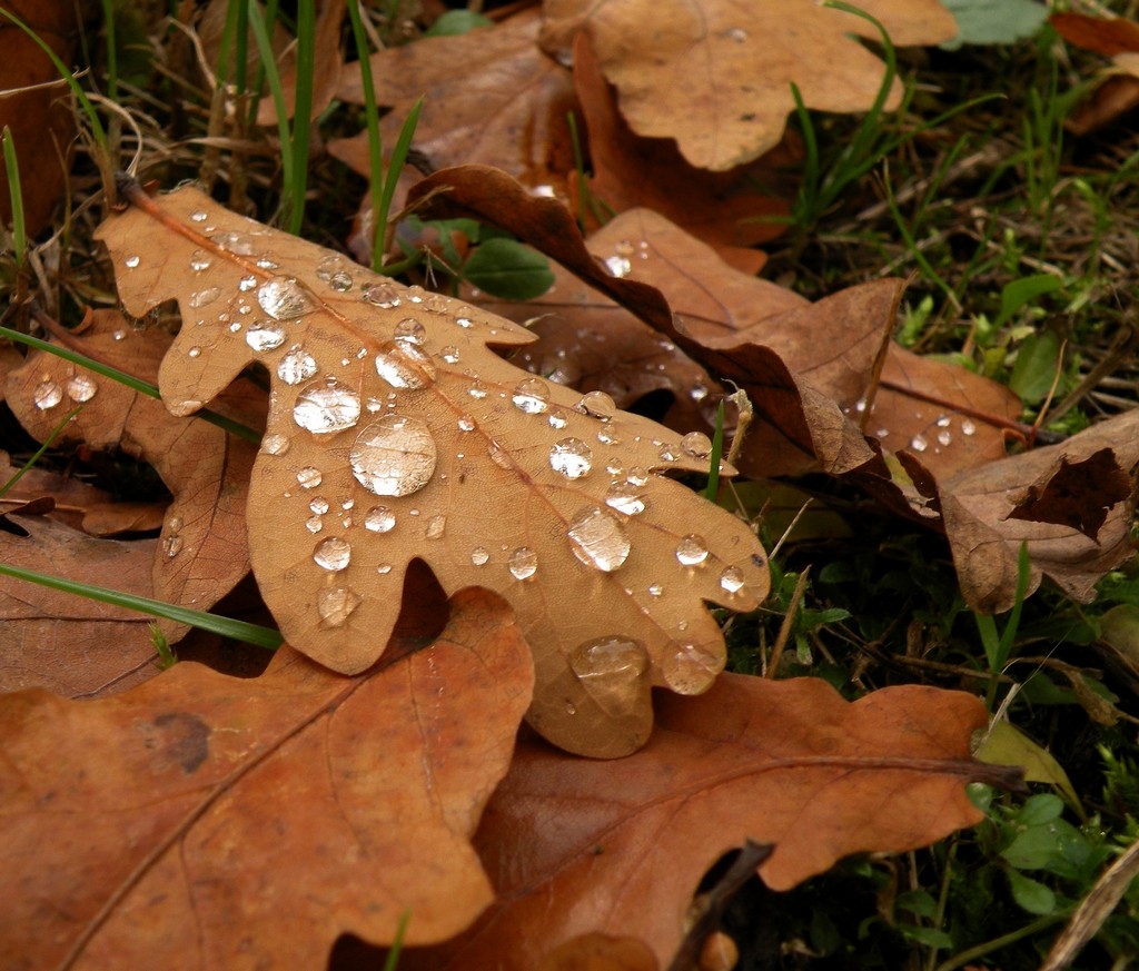 Zdjęcia: Lądek, dolnośląskie, Krople na liściu, POLSKA Zdjęcia: Lądek, dolnośląskie, Krople na liściu, POLSKA