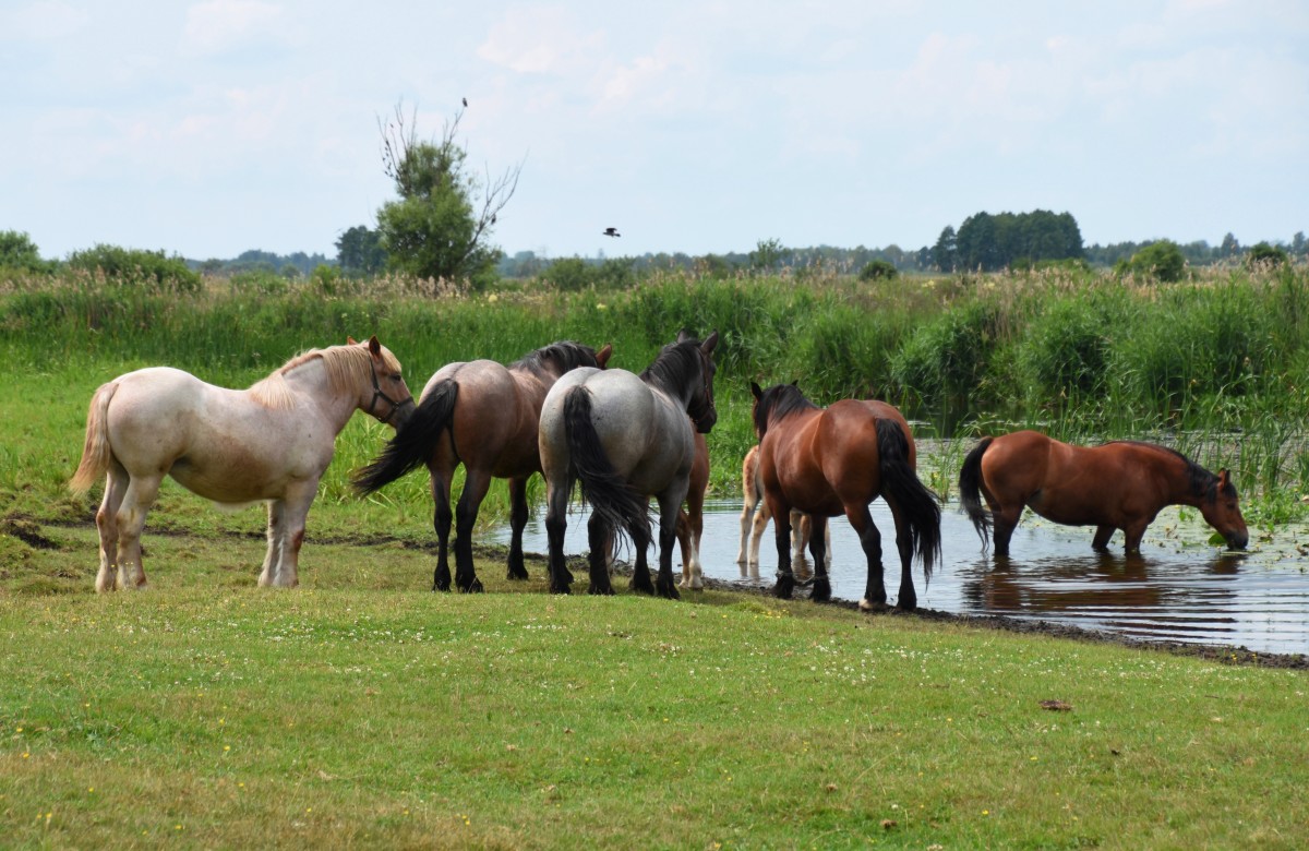 Zdjęcia: Jagłowo, woj. podlaskie, Biebrzański Park Narodowy, U wodopoju, POLSKA Zdjęcia: Jagłowo, woj. podlaskie, Biebrzański Park Narodowy, U wodopoju, POLSKA
