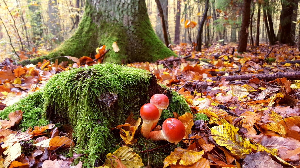 Zdjęcia: ..., mazowieckie, Jesiennie i kolorowo, POLSKA Zdjęcia: ..., mazowieckie, Jesiennie i kolorowo, POLSKA