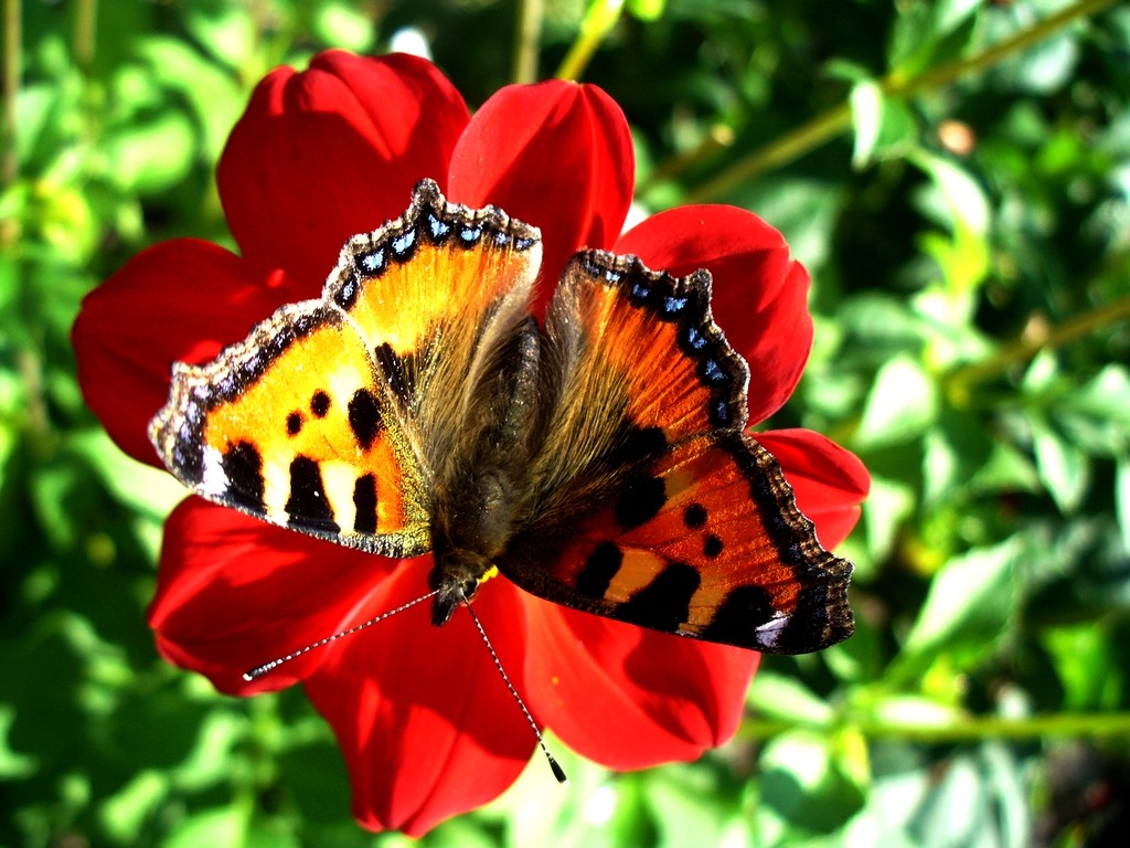 Zdjęcia: Nad Odrą, opolskie, Pokrzywnik na dalii, POLSKA Zdjęcia: Nad Odrą, opolskie, Pokrzywnik na dalii, POLSKA