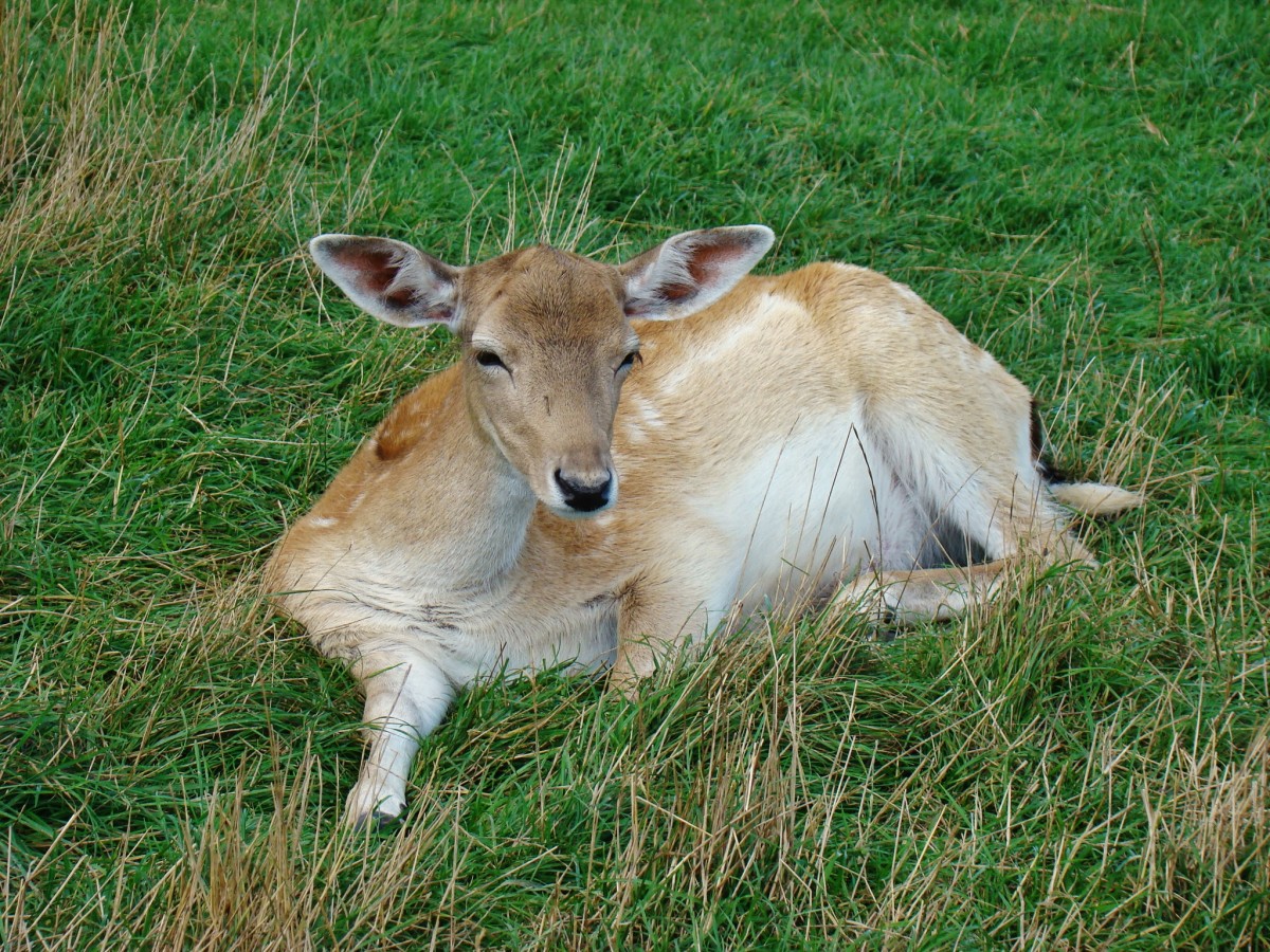 Zdjęcia: Kadzidłowo, województwo warmińsko-mazurskie, Kadzidłowo-młoda danielowa, POLSKA Zdjęcia: Kadzidłowo, województwo warmińsko-mazurskie, Kadzidłowo-młoda danielowa, POLSKA
