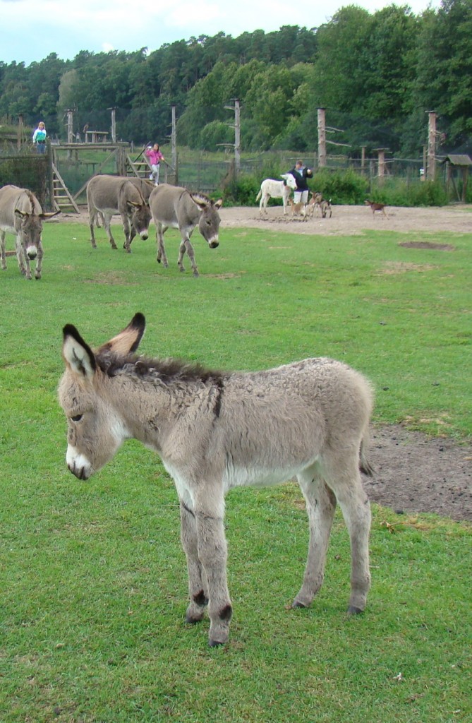 Zdjęcia: Kadzidłowo, województwo warmińsko-mazurskie, Kadzidłowo-smutny osiołek, POLSKA Zdjęcia: Kadzidłowo, województwo warmińsko-mazurskie, Kadzidłowo-smutny osiołek, POLSKA