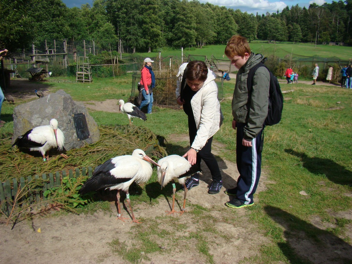 Zdjęcia: Kadzidłowo, województwo warmińsko-mazurskie, Kadzidłowo-pogłaskać bociana, POLSKA Zdjęcia: Kadzidłowo, województwo warmińsko-mazurskie, Kadzidłowo-pogłaskać bociana, POLSKA