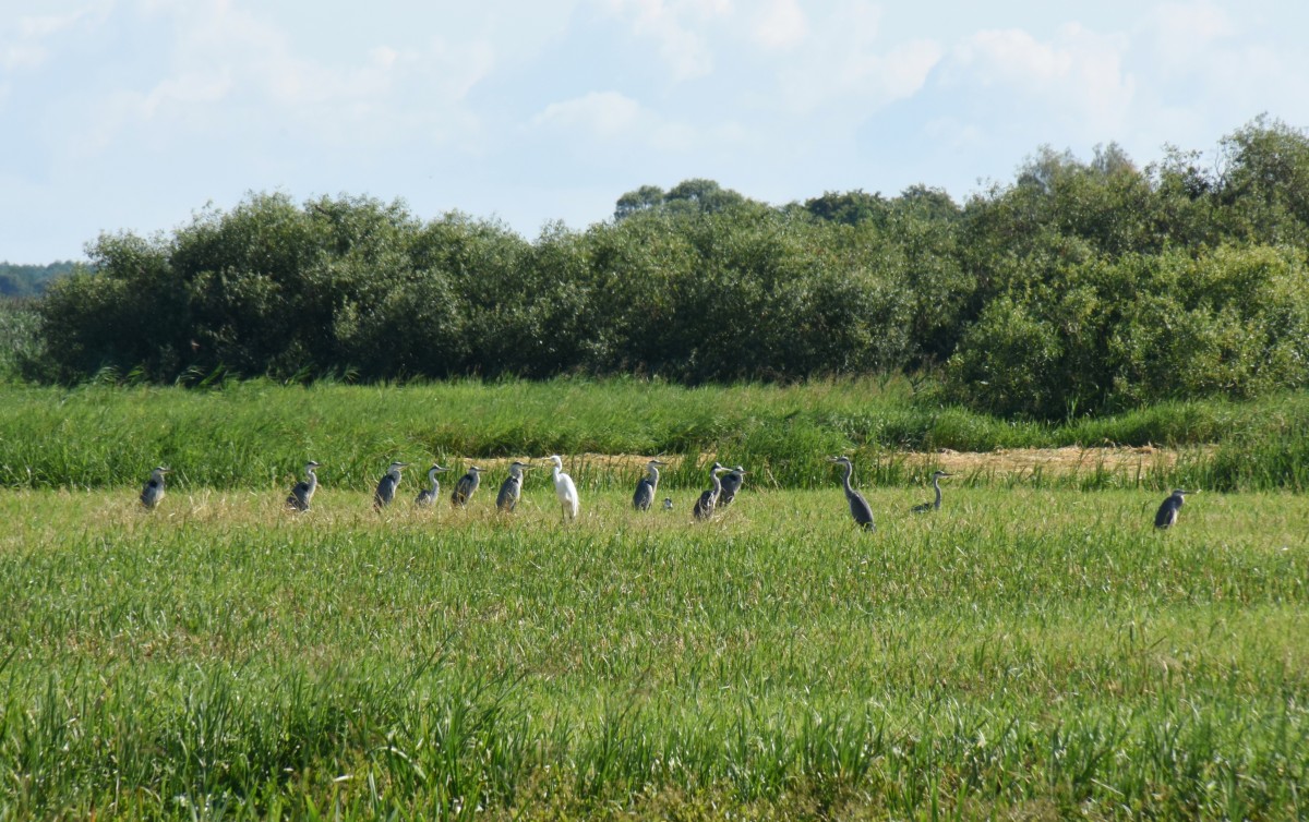 Zdjęcia: Biały Grąd, Biebrzański Park Narodowy, Biała wśród siwych, POLSKA Zdjęcia: Biały Grąd, Biebrzański Park Narodowy, Biała wśród siwych, POLSKA
