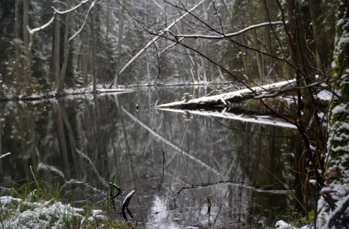 Zdjęcia: Malowany most, Roztoczański Park Narodowy, W dolinie Świerszcza, POLSKA Zdjęcia: Malowany most, Roztoczański Park Narodowy, W dolinie Świerszcza, POLSKA