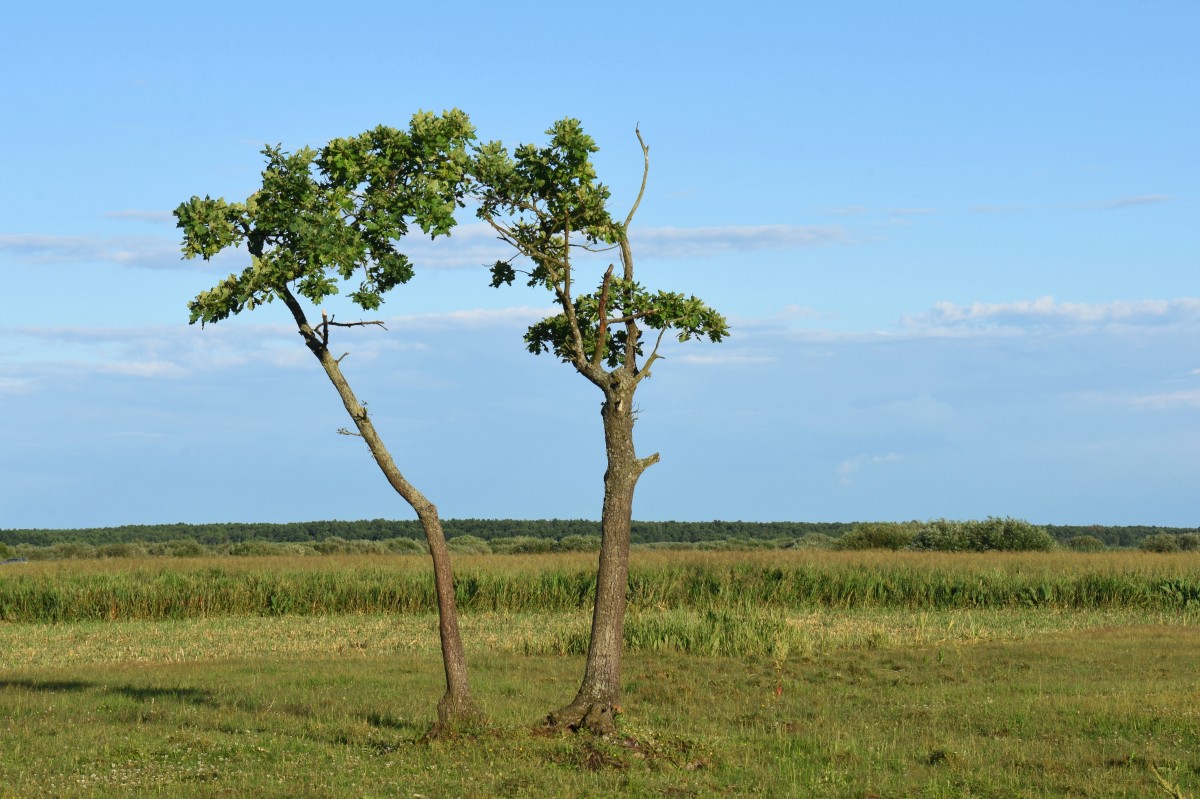 Zdjęcia: Biały Grąd, Biebrzański Park Narodowy, Samotne wśród torfowisk, POLSKA Zdjęcia: Biały Grąd, Biebrzański Park Narodowy, Samotne wśród torfowisk, POLSKA