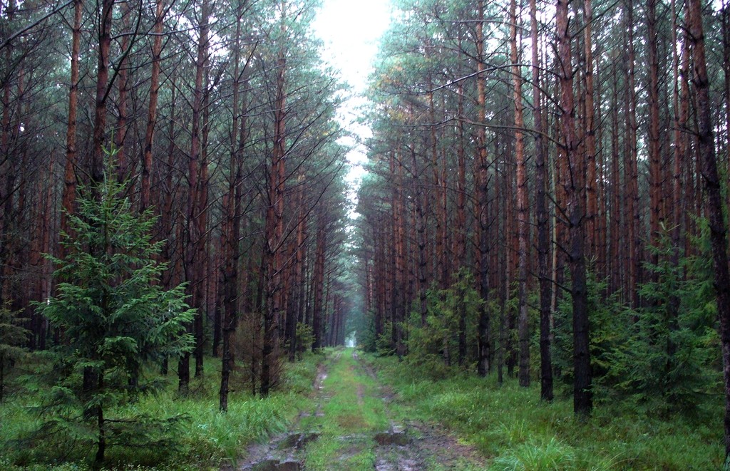 Zdjęcia: Smolarnia, opolskie, Leśny dukt w grudniu, POLSKA Zdjęcia: Smolarnia, opolskie, Leśny dukt w grudniu, POLSKA