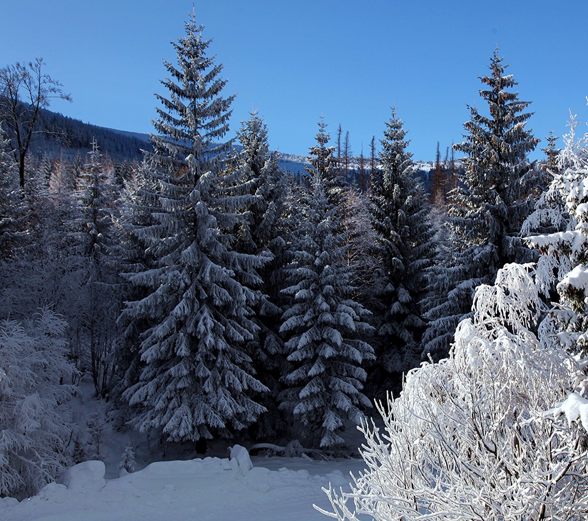 Zdjęcia: Karpacz, Karkonosze, Kawałek lasu, POLSKA Zdjęcia: Karpacz, Karkonosze, Kawałek lasu, POLSKA