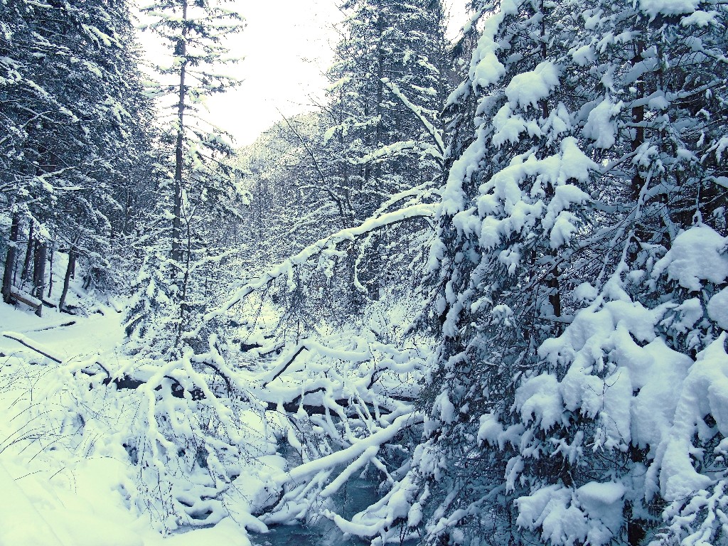 Zdjęcia: Dolina Strążyska, Tatry, Bielszy odcień bieli, POLSKA Zdjęcia: Dolina Strążyska, Tatry, Bielszy odcień bieli, POLSKA
